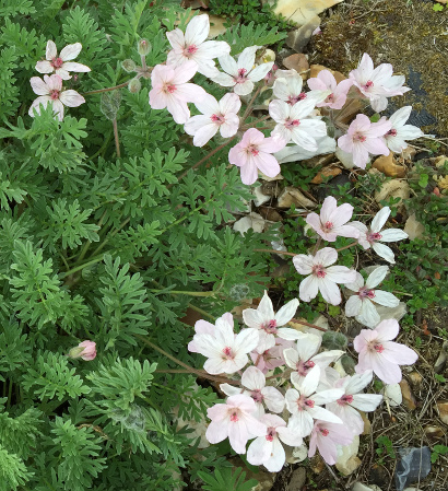 Erodium chrysanthum Pink 